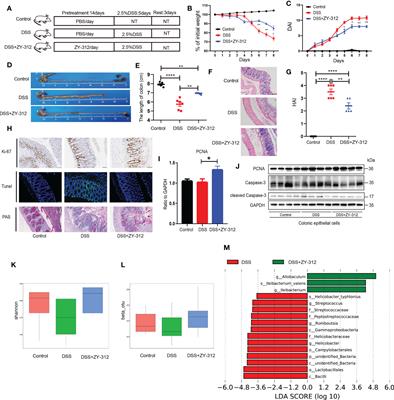 Bacteroides fragilis strain ZY-312 facilitates colonic mucosa regeneration in colitis via motivating STAT3 signaling pathway induced by IL-22 from ILC3 secretion